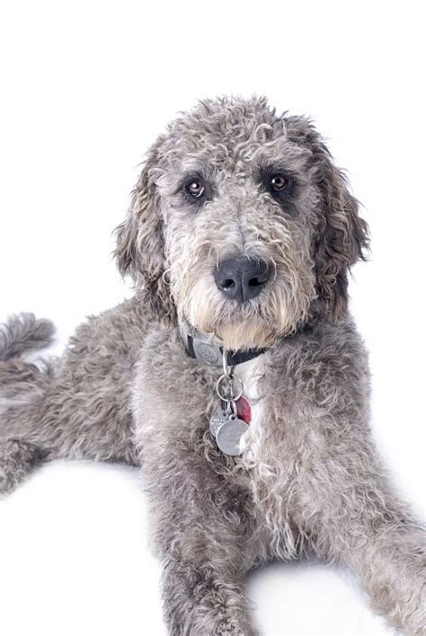 Weimardoodle Dog Breed Health, Temperament, Training, Feeding and Grooming - PetGuide | PetGuide