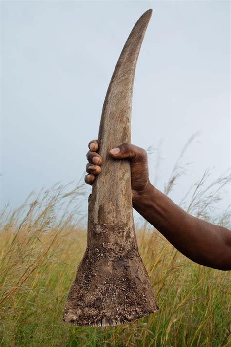 POLL: Can Fake Rhino Horn Stop the Poaching of an Endangered Species? | Focusing on Wildlife