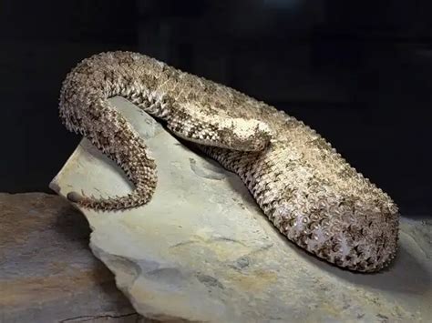 Spider Tailed Horned Viper - Facts, Size, Diet, Pictures - All Animal Facts