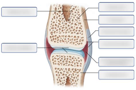 The Structure of a Synovial Joint (Sagittal section) Diagram | Quizlet