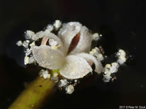 Vallisneria americana (American Eelgrass): Minnesota Wildflowers