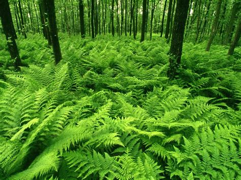 🔥 [40+] Green Fern Wallpapers | WallpaperSafari