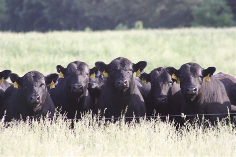 Home - Hopewell Farms Angus - Angus Cattle in Missouri