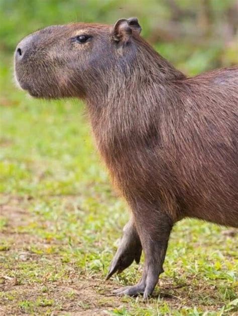 "Experience the softness: Capybara fursona for your next cosplay" in 2023 | Capybara, Cute ...