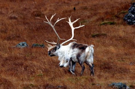 Reindeer in Iceland | Holiday | Iceland viking, Iceland island, Iceland