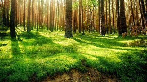 Forest Scene Wallpapers - Top Free Forest Scene Backgrounds ...