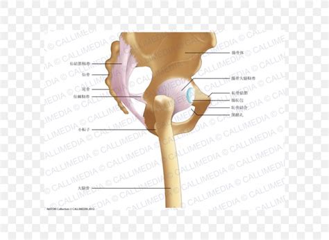 Iliopectineal Line Hip Pelvis Iliofemoral Ligament Anatomy, PNG, 600x600px, Iliopectineal Line ...