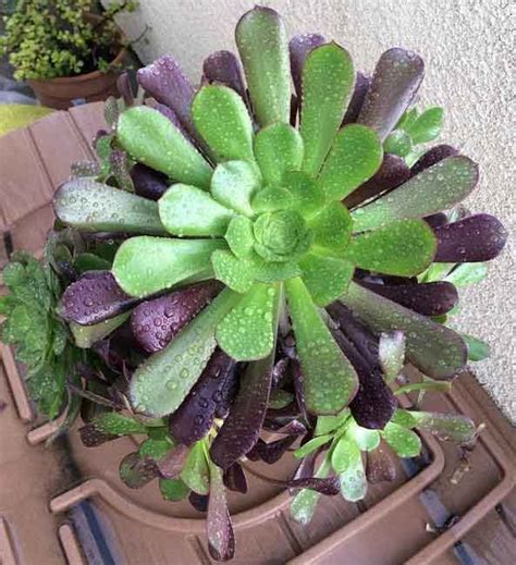 Aeonium Arboreum 'Zwartkop' (Black Rose) Care and Propagation - Succulent Plant Care