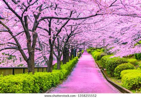 Camino rosa bajo la flor de Foto de stock 1358255552 | Shutterstock