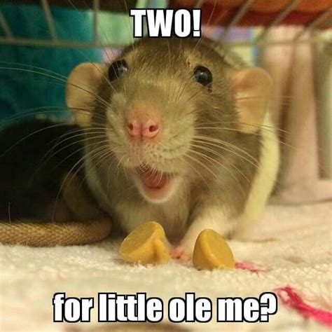 395 best images about Rats love MEMEs on Pinterest | Hamsters, Lab rats ...