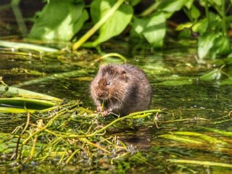 Mole vs. Vole Damage in Gardens and Lawns | Catseye