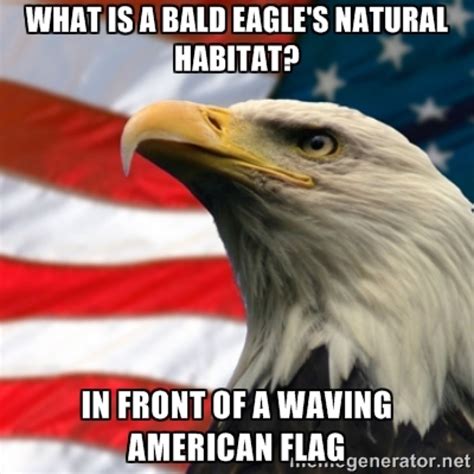 Funniest Bald Eagle Meme Compilation..America! | Bald eagle, Bald eagle ...