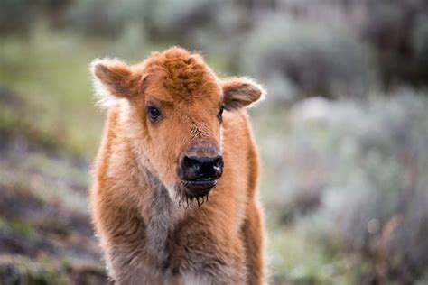 Wildlife Whereabouts: Cubs, Calves, & Nestlings - Grand Teton National Park Foundation | Jackson, WY