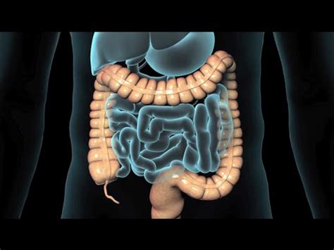 Colonoscopy (Lower GI Endoscopy) - YouTube