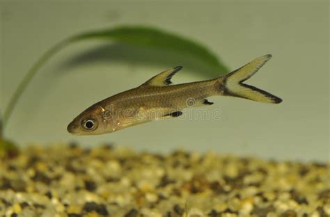 Fish Silver Shark - Swimming in Freshwater Aquarium Stock Photo - Image of silver, freshwater ...