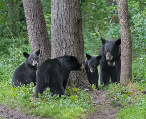 The Alabama Cooperative Extension System talks black bears in Alabama ...