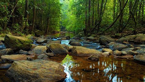 Together we can protect Sri Lanka’s Sinharaja Primeval Forest | Mai Blog