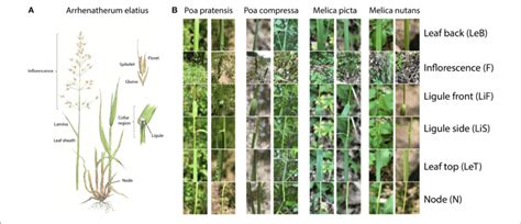 | (A) Illustration of the structure of a typical Poaceae species:... | Download Scientific Diagram