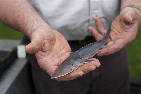 Pallid Sturgeon Released Into Missouri River In Effort To Save The Endangered Species | STLPR