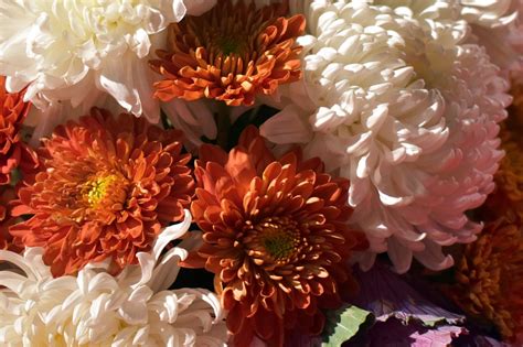 Chrysanthemum Bouquet Flowers · Free photo on Pixabay