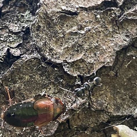 Cockroach wasp - Ampulex canaliculata - BugGuide.Net