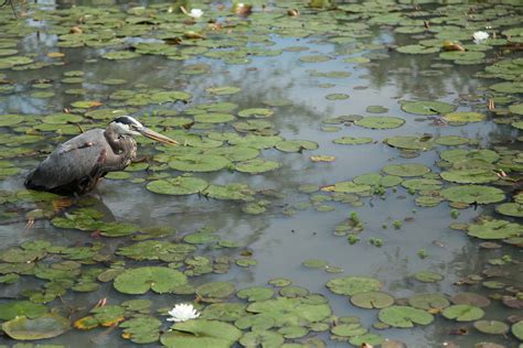 Birds - Kenilworth Park & Aquatic Gardens (U.S. National Park Service)