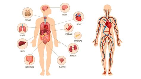 The Human Physiology - Biology Online Tutorial