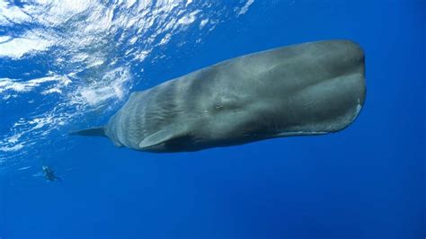 9 Enormous Facts About Sperm Whales, Gigantic Creatures of the Sea ...