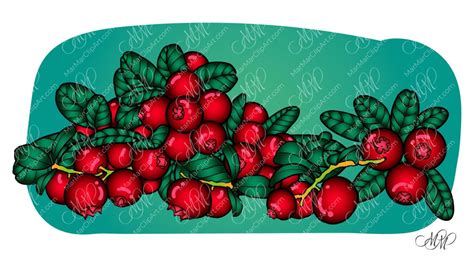 Cranberry. Vector illustration • MarMarClipArt