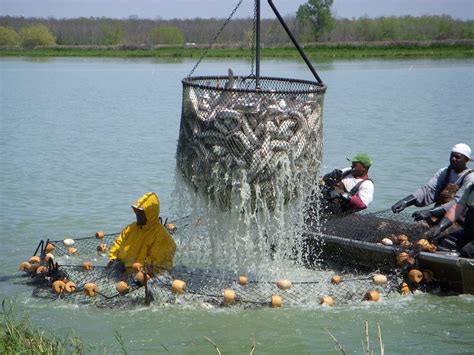 Innovations, new approaches empower US catfish farmers - Aquaculture ...