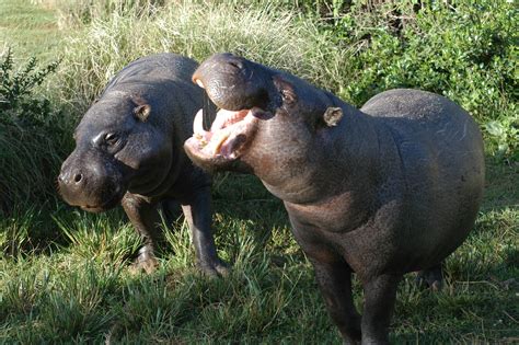 Conservation:Cute: Pygmy Hippo Born in African Conservation Center