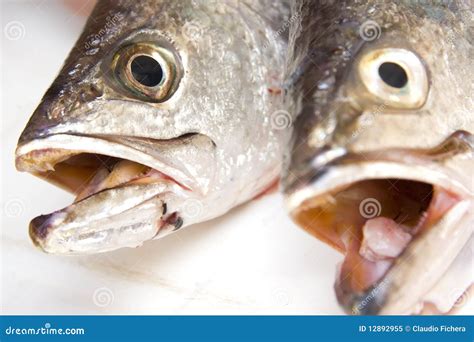 Raw fish 5 stock image. Image of seafood, trout, color - 12892955