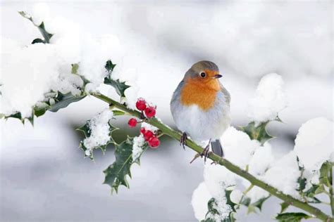 Red Bird in Snow Wallpaper - WallpaperSafari