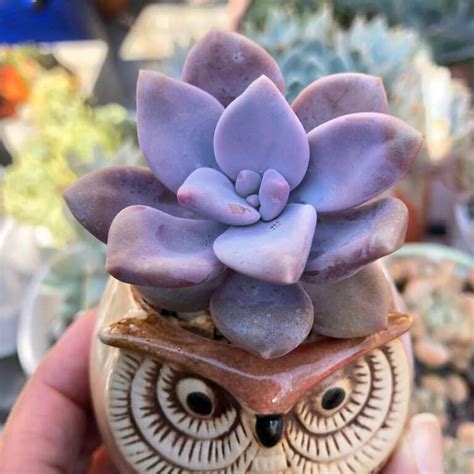 Discover The Magic Of Mini Succulents For Your Home!