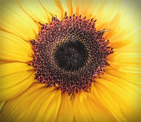 Sunflower Profile Photograph by Mary Underwood