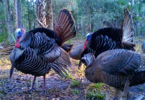 About the Osceola | Florida Turkey