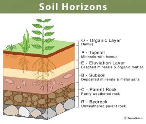 Soil Horizons: Definition, Features, and Diagram