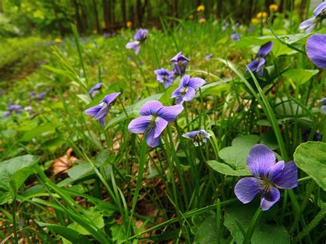 Growing Violets: Wild Violets Flowers In The Garden