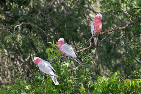 50+ Free Ilk Galah & Galah Images - Pixabay