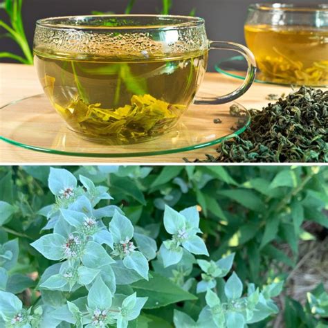 Mountain Mint Tea Recipes and Benefits - GardensAll