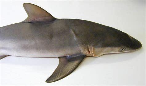 Silky Shark, Carcharhinus falciformis (Bibron, 1839) - The Australian Museum