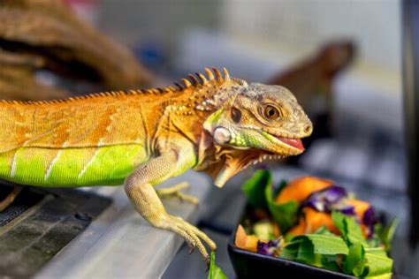 The Iguana's Diet and Its Importance to its Health - My Animals