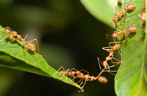 Ants Working Together Stock Photos, Pictures & Royalty-Free Images - iStock