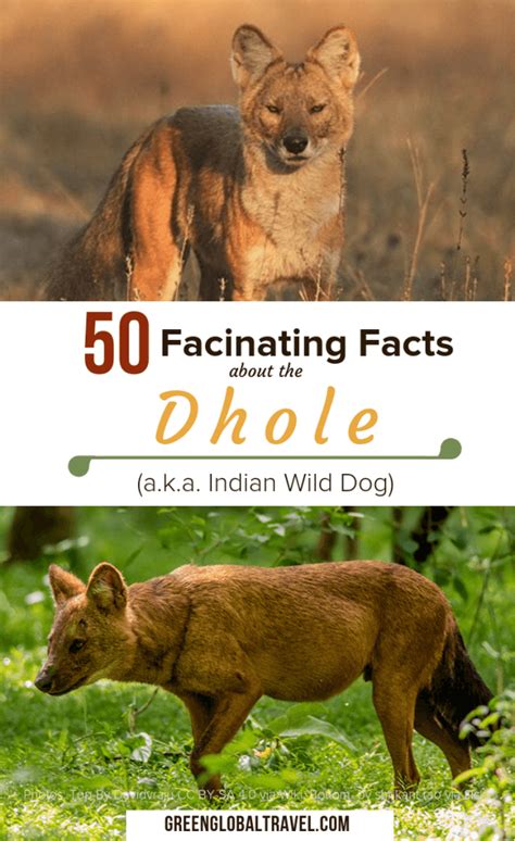 Dhole (Indian Wild Dog)- ENDANGERED SPECIES SPOTLIGHT-