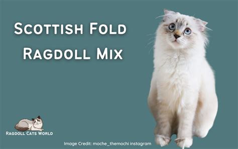 Scottish Fold Ragdoll Mix - The Ragfold