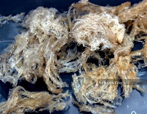 MAQIS seize bird's nest worth RM250,000 at KLIA | New Straits Times ...