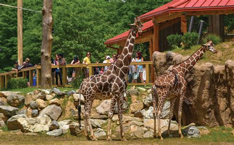 Maryland Zoo in Baltimore, The | Visit Baltimore