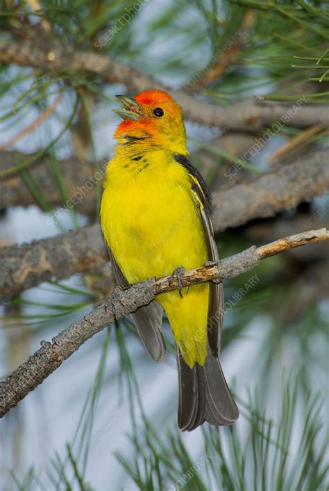 Western Tanager singing - Stock Image - F031/2902 - Science Photo Library