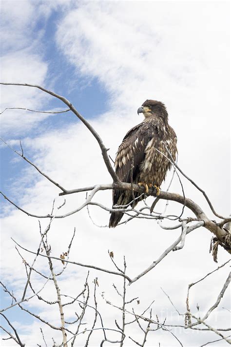 Juvenile Bald Eagle Photograph by Jemmy Archer - Pixels