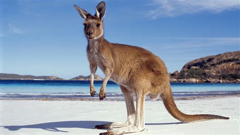 Foto Kängurus Australien Strand Meer Tiere